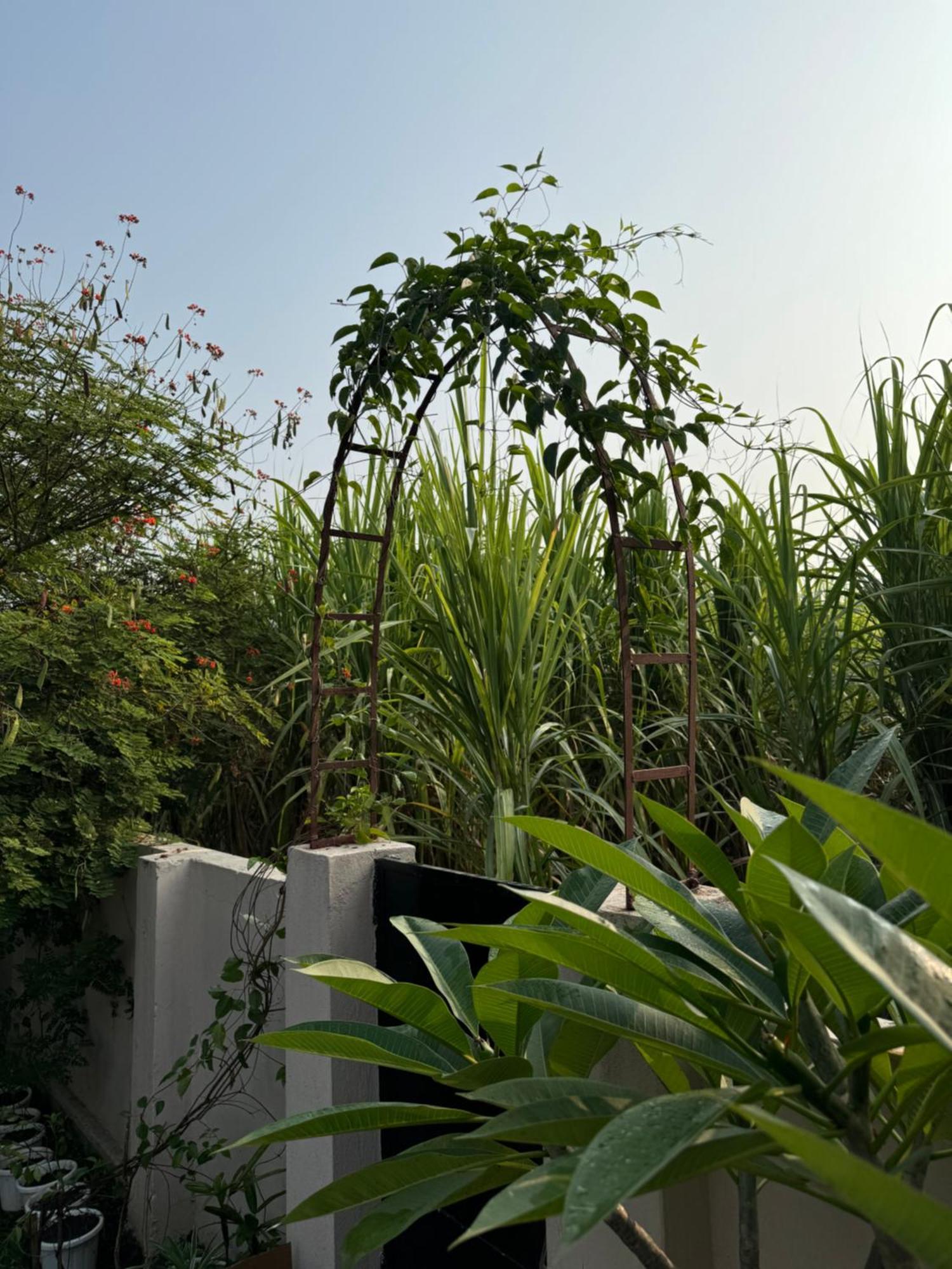 The Bougainvillea Cottage Farmstay Near Dehradun , 2 Bedroom Private Cottage Next To Fields And Orchards With Hill Views 외부 사진