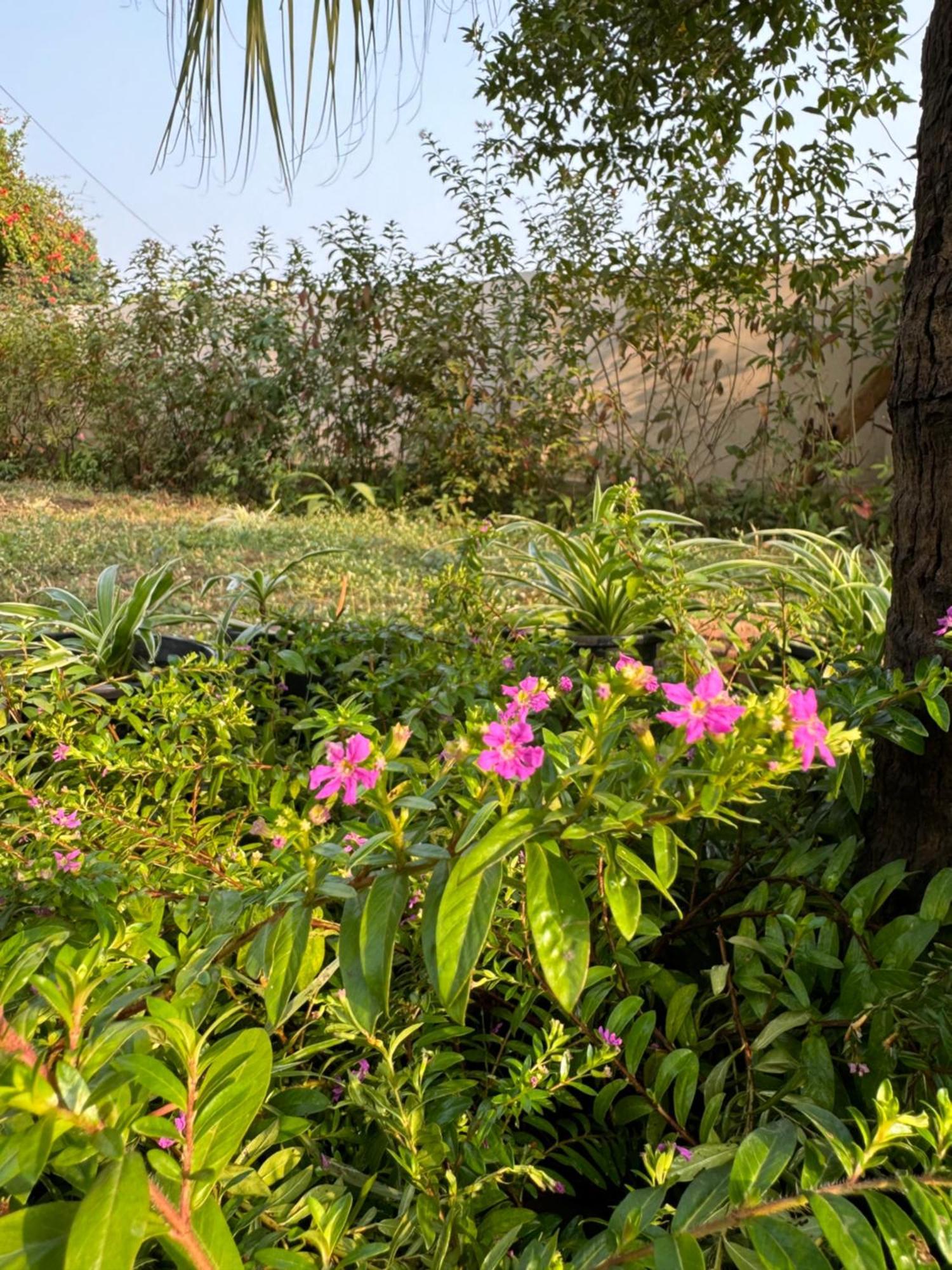 The Bougainvillea Cottage Farmstay Near Dehradun , 2 Bedroom Private Cottage Next To Fields And Orchards With Hill Views 외부 사진