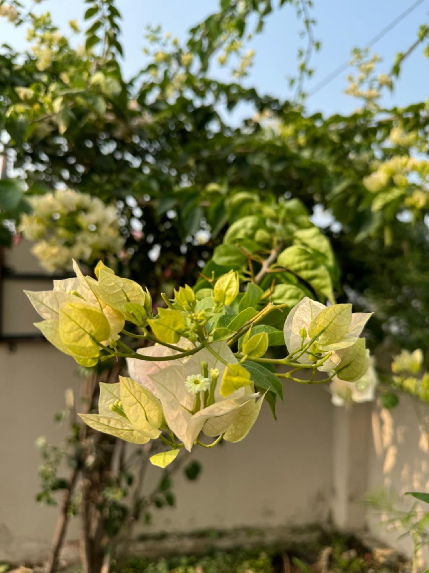 The Bougainvillea Cottage Farmstay Near Dehradun , 2 Bedroom Private Cottage Next To Fields And Orchards With Hill Views 외부 사진